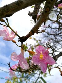 Close-up of pink flowers on branch