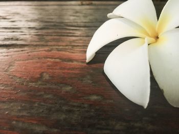 Close-up of white water lily