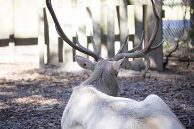 View of deer on field