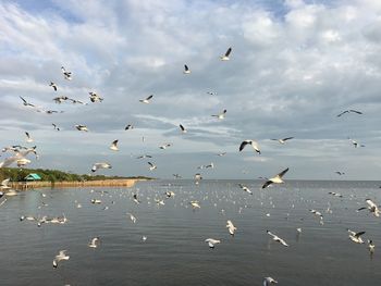 Flock of seagulls flying over sea against sky