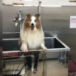 Portrait of dog sitting on seat