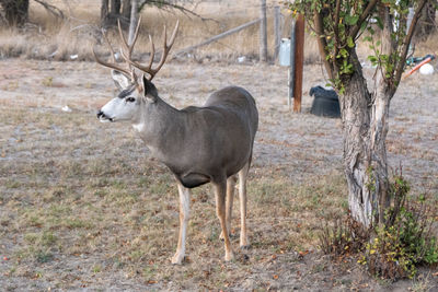 Deer standing in a forest