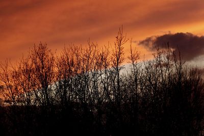 Silhouette plants on field against sky during sunset