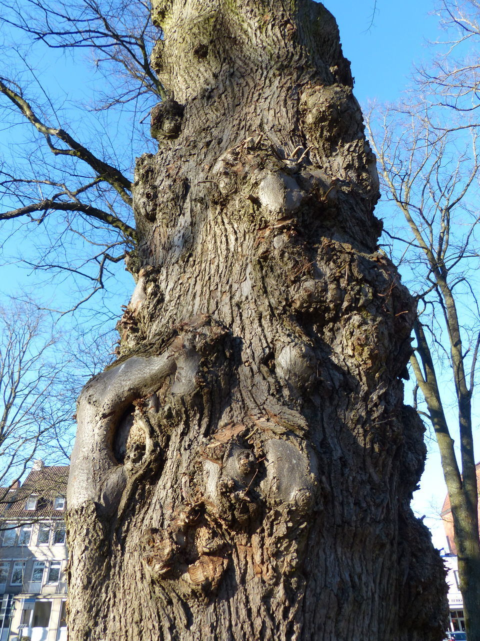 LOW ANGLE VIEW OF BARE TREE