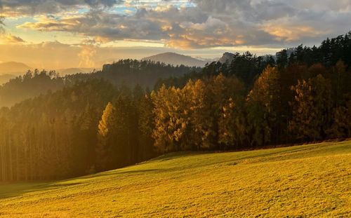 Trees on field against sky during sunset