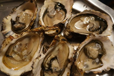Close-up of fresh oysters