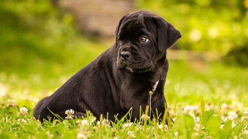 Portrait of black dog