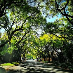 Road amidst trees in forest