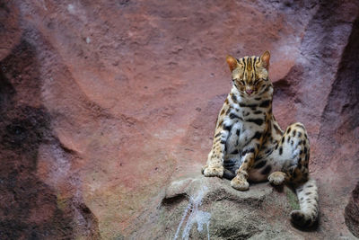 Cat sitting on rock