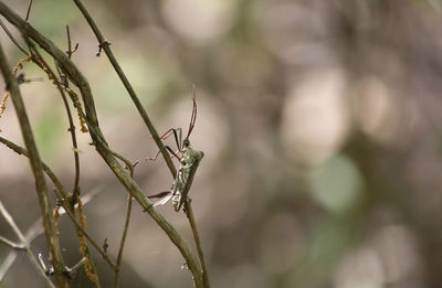 Stink bug halyomorpha halys on vegetation in forest