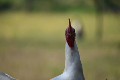 Close-up portrait of a bird