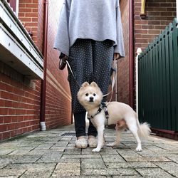 Low section of person with dog standing on floor