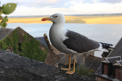 Seagull perching on a sea