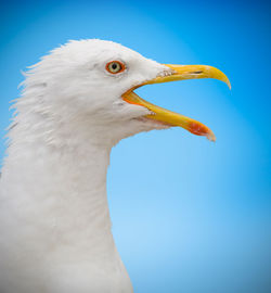 Close-up of eagle against sky