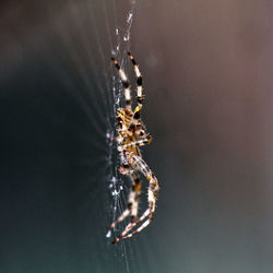 Close-up of spider on web