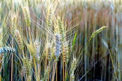 Close-up of wheat growing on field