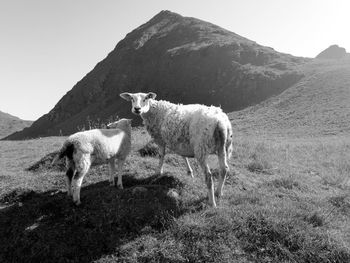 Sheep standing on field against mountain