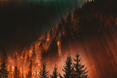 Low angle view of silhouette trees against sky at night