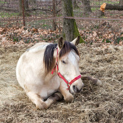 Close-up of horse on field