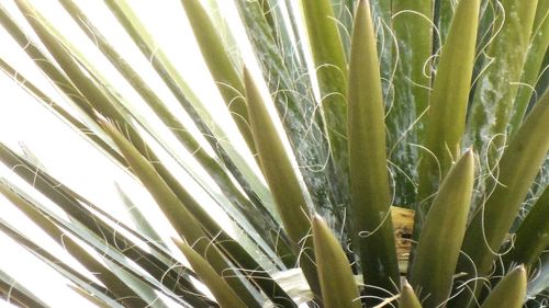Full frame shot of bamboo plants