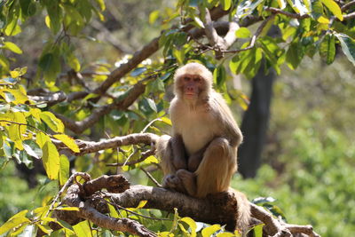 Low angle view of monkey on tree