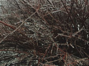 Full frame shot of tree branches