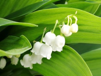 Close-up of white flowers