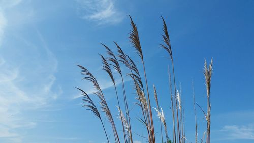 Low angle view of plants against blue sky