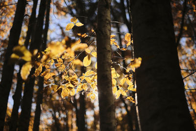 Autumn leaves on tree trunk in forest