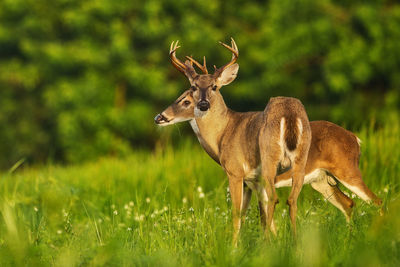 Deer in a field