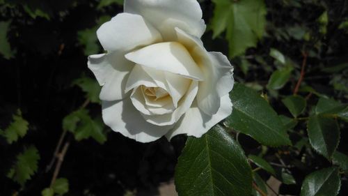 Close-up of white rose