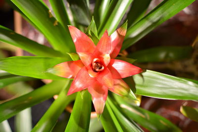 Another shot of my favorite plant bromeliad 