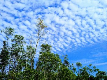 Low angle view of flowering plants against sky