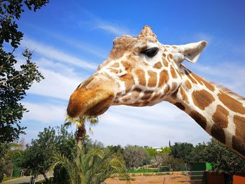 View of giraffe against sky