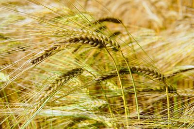 Close-up of wheat growing on field