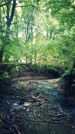 River amidst trees in forest