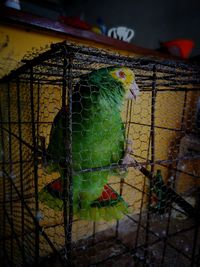 Close-up of parrot in cage