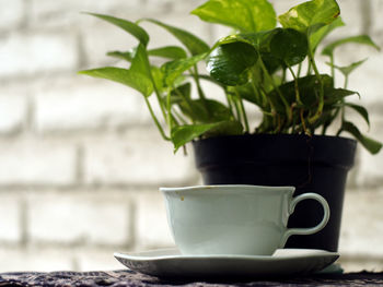 Close-up of coffee cup and potted plant on table