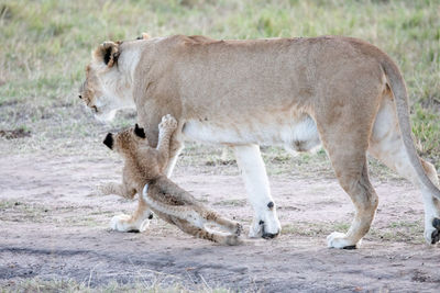 Side view of lioness with cub walking in forest