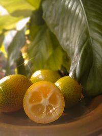 Close-up of orange fruits