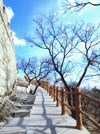 Bare trees against sky