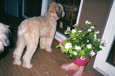 High angle view of dog against white wall