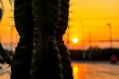 Close-up of yellow cactus plant against sky during sunset