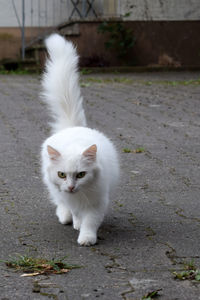 Portrait of white cat on footpath