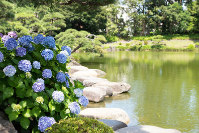 Scenic view of lake in park