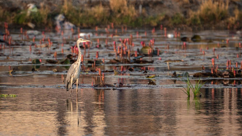 View of birds in lake