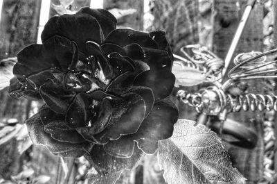 Close-up of flowers