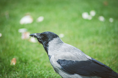 Close-up of bird perching on field