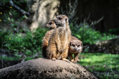 Squirrel standing in a forest