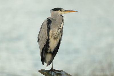 A grey heron up close